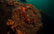 ScapaFlow - sierpień 2009