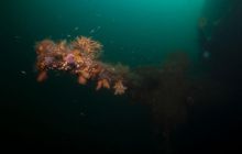 ScapaFlow - sierpień 2009